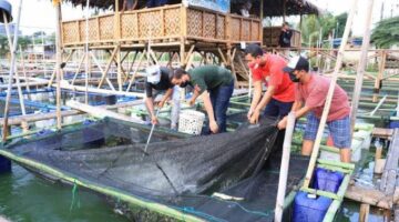 Dukung Ketahanan Pangan, Kampung Wisata Keramba 22 Periuk Kota Tangerang Panen Ratusan Kilogram Ikan Patin