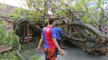 Pohon Besar Tumbang Timpa Mobil Pick Up Hingga Ringsek di Pinang Kota Tangerang