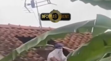 Tragis! Diserang Puluhan Tawon Vespa, Warga Kroya Cilacap Meninggal Dunia