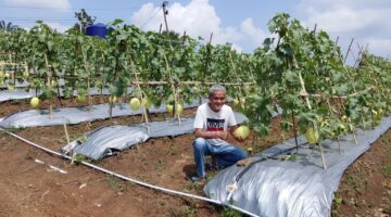Kadin Pusat Panen Buah Melon Empat Hektar di Banten