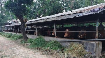 Izin dan Limbah Peternakan Sapi Milik Dewan Banten di Soal