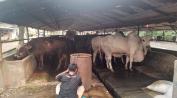 Diduga Cemari Danau Pakulonan, Peternakan Sapi Milik Oknum Anggota DPRD Banten Disorot Aktivis