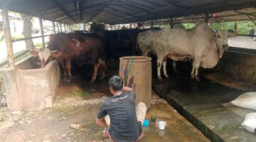 Diduga Belum Kantongi Izin Lingkungan, DLH Kabupaten Tangerang Turun Tangan Cek Peternakan Sapi di Danau Pakulonan