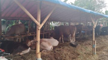 Ditengah Ekonomi Sulit, Penual Hewan Qurban Tetap Tersenyum