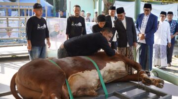 Seekor Sapi Sempat Lepas dan Ngamuk Saat Hendak di Sembelih,Untung Ada Damkar,