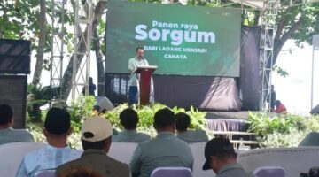 Pembangunan Sorgum Sebagai Biomassa, Wabub : Terobosan Penting Dukung Energi Berkelanjutan