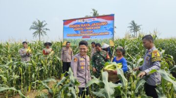 Panen Jagung, Polsek Teluk Naga Dukung Program Ketahanan Pangan Nasional