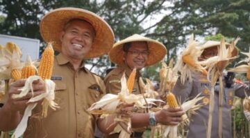 Panen Jagung Kuartal III di Batuceper, Kota Tangerang Perkuat Langkah Menuju Swasembada 2026
